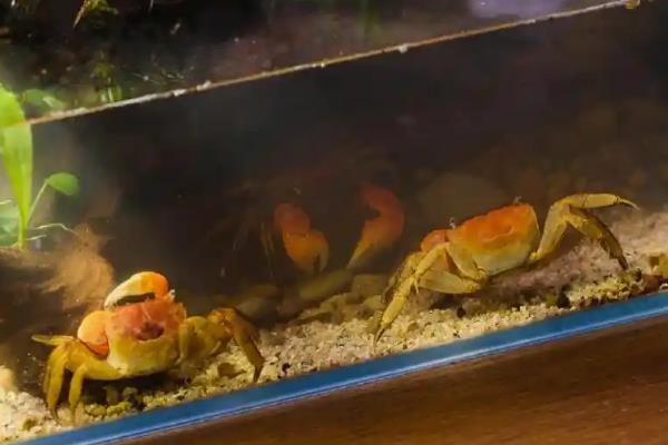 水果蟹吃什么,以鱼虾、水草、水藻等动植物为食