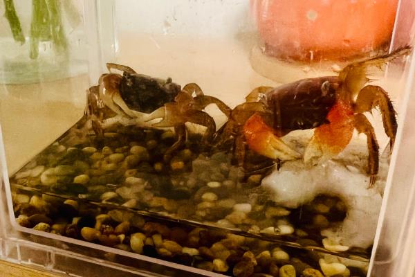 水果蟹吃什么,以鱼虾、水草、水藻等动植物为食