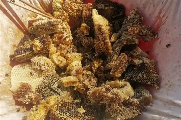 没有摇蜜机如何取蜂蜜，只能采用传统方式取