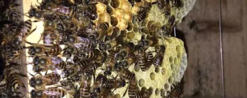 中蜂多少脾才能取蜜，达到4-5脾以上再取蜜较合适