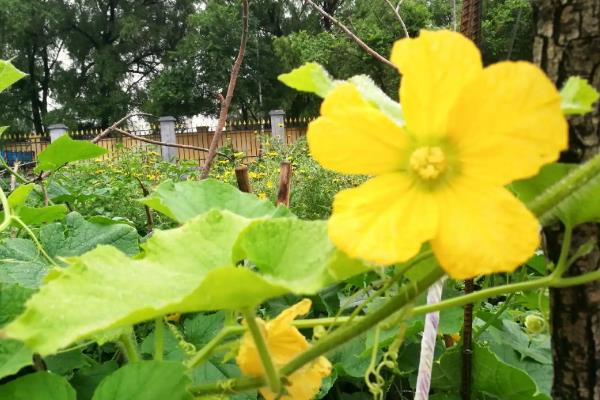 冬瓜为什么开花不结瓜，通常是花朵旺盛、缺少养分等原因引起