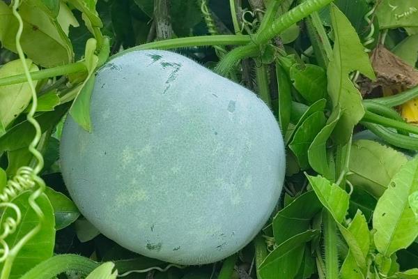 冬瓜为什么开花不结瓜，通常是花朵旺盛、缺少养分等原因引起