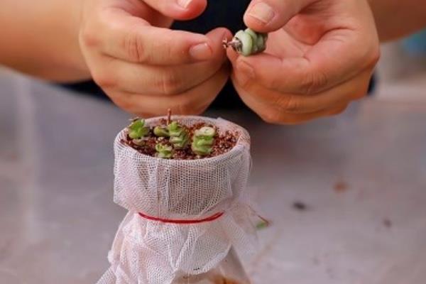 多肉抽穗要不要摘除，清理后可以节省养分
