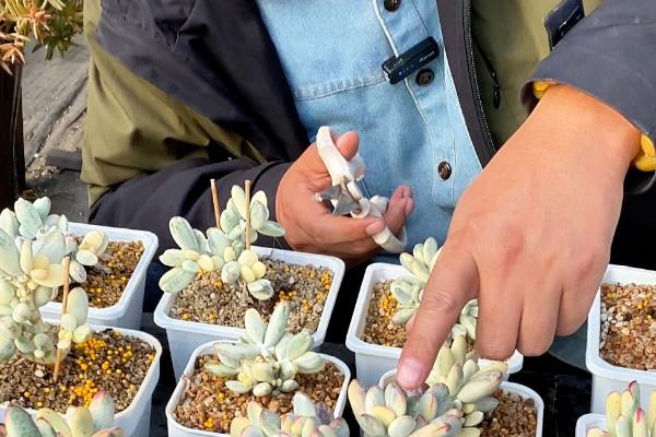 多肉抽穗要不要摘除，清理后可以节省养分