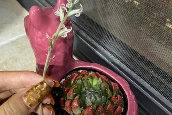 多肉抽穗要不要摘除，清理后可以节省养分
