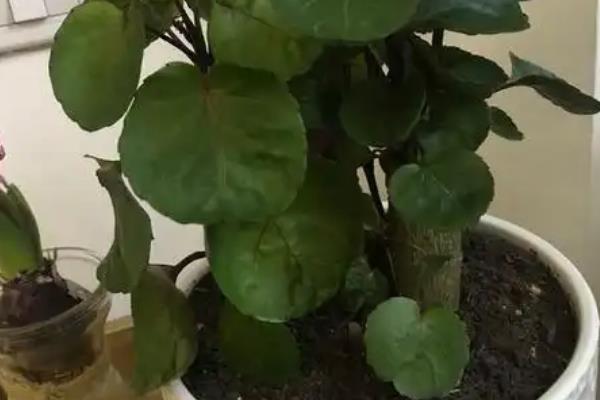 金钱兜掉叶子的原因，可能是光照不足或通风不良所致