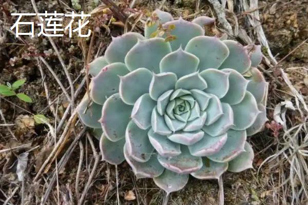 观音莲的品种,石莲花、红卷绢等品种较常见