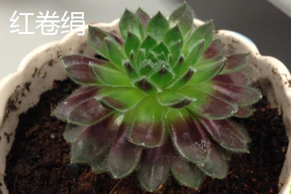 观音莲的品种,石莲花、红卷绢等品种较常见