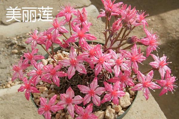 观音莲的品种,石莲花、红卷绢等品种较常见