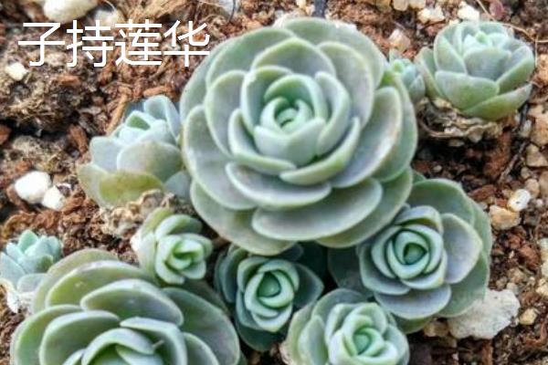 观音莲的品种,石莲花、红卷绢等品种较常见