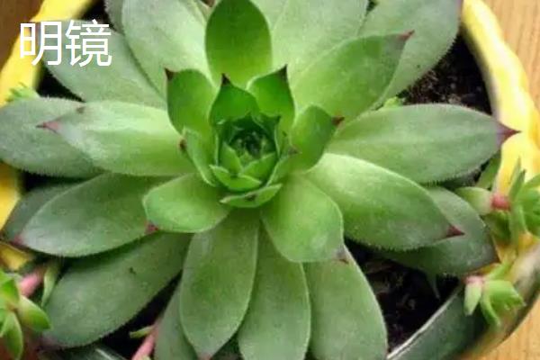 观音莲的品种,石莲花、红卷绢等品种较常见