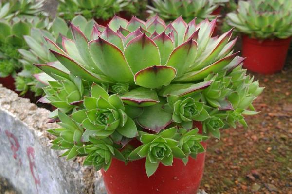 观音莲的品种,石莲花、红卷绢等品种较常见