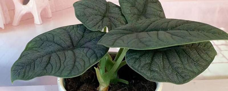 海芋的养殖方法，夏秋两季要给海芋追加肥料