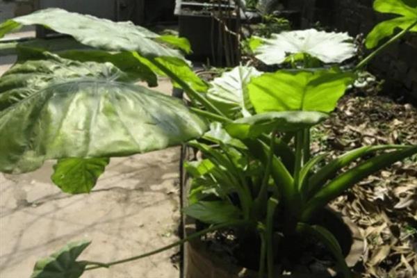 海芋的养殖方法，夏秋两季要给海芋追加肥料