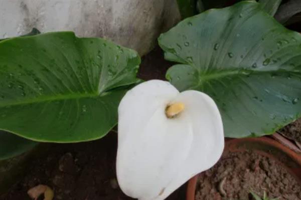 海芋的养殖方法，夏秋两季要给海芋追加肥料