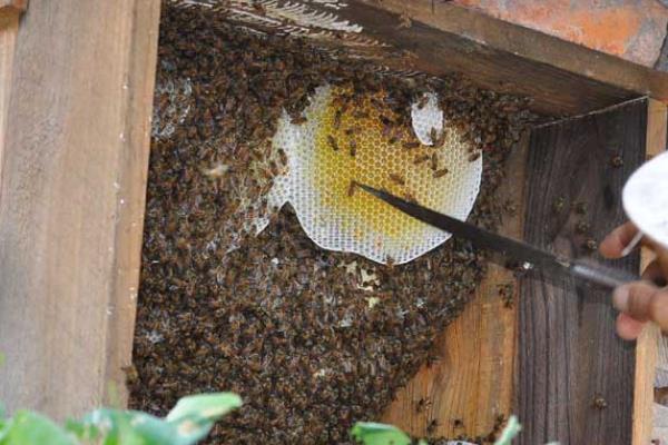 中蜂多少脾才能取蜜，达到4-5脾以上再取蜜较合适