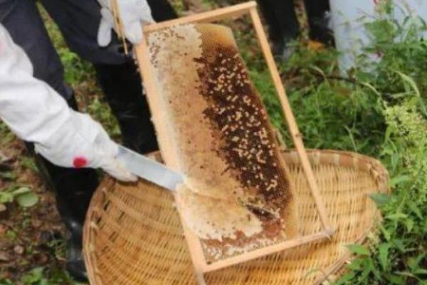 中蜂多少脾才能取蜜，达到4-5脾以上再取蜜较合适