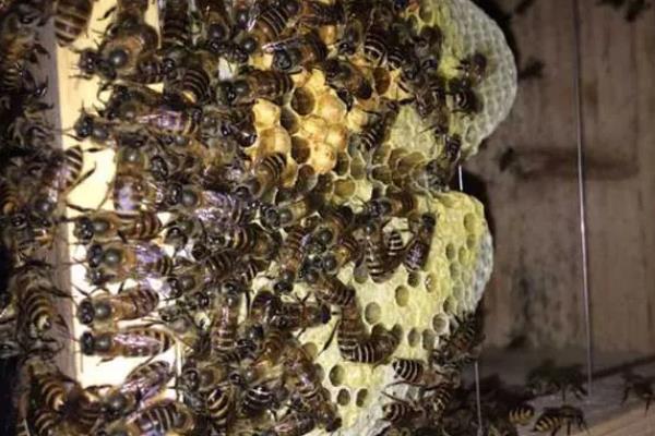 中蜂多少脾才能取蜜，达到4-5脾以上再取蜜较合适