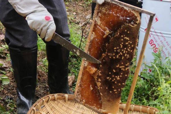 中蜂多少脾才能取蜜，达到4-5脾以上再取蜜较合适