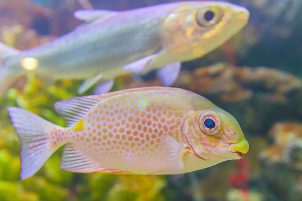 哪些鱼适合在1.2米的鱼缸中养殖，可选择燕鱼、七彩神仙鱼等品种