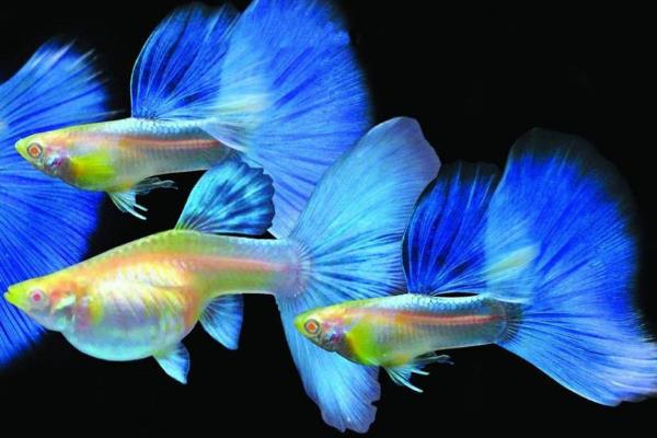 哪些鱼适合在1.2米的鱼缸中养殖，可选择燕鱼、七彩神仙鱼等品种