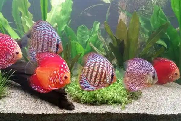 哪些鱼适合在1.2米的鱼缸中养殖，可选择燕鱼、七彩神仙鱼等品种
