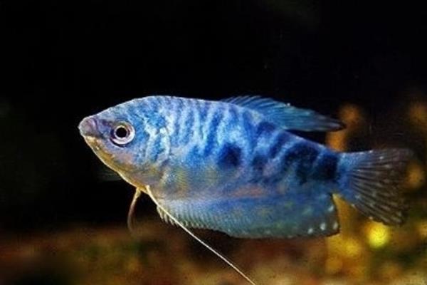 哪些鱼适合在1.2米的鱼缸中养殖，可选择燕鱼、七彩神仙鱼等品种