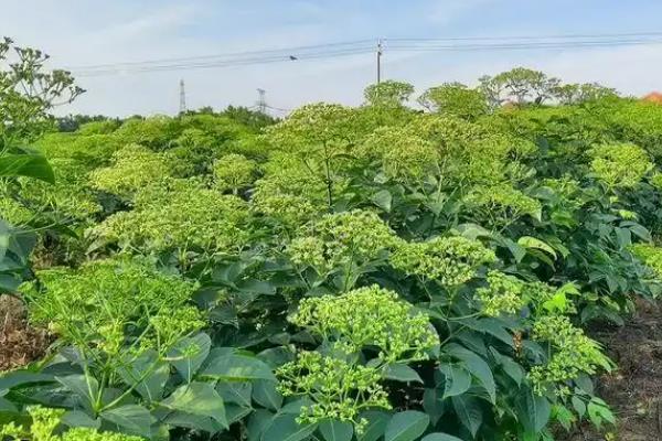 山茱萸怎么养殖，把温度保持在20-30℃有利于生长