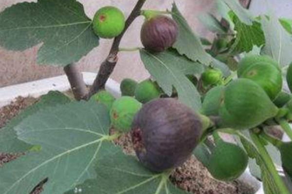 家里能种无花果吗，无花果可以在家种植