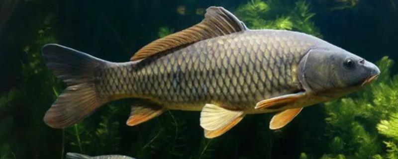 鲤鱼的刺多不多,体内存在大量的小刺