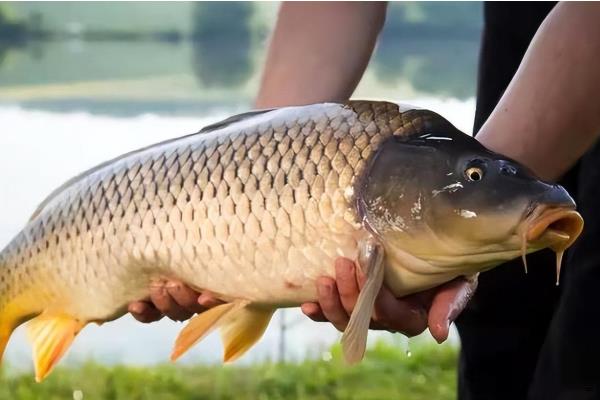 鲤鱼的刺多不多，体内存在大量的小刺