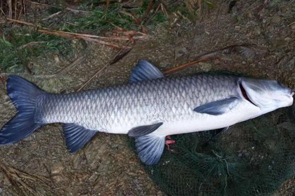 鲤鱼的刺多不多，体内存在大量的小刺