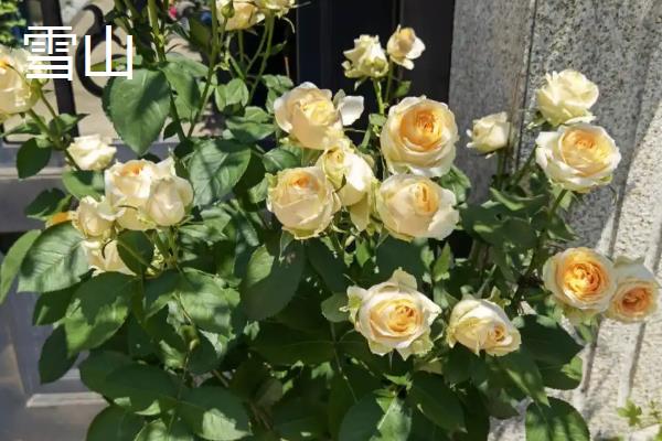 切花品种有什么，有雪山、多头香槟、紫皇后等