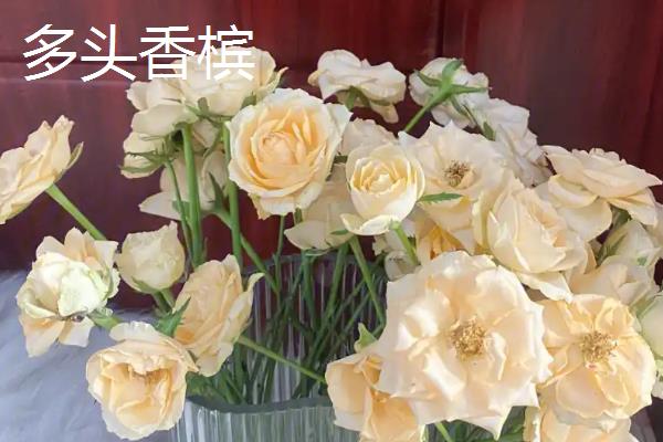 切花品种有什么，有雪山、多头香槟、紫皇后等