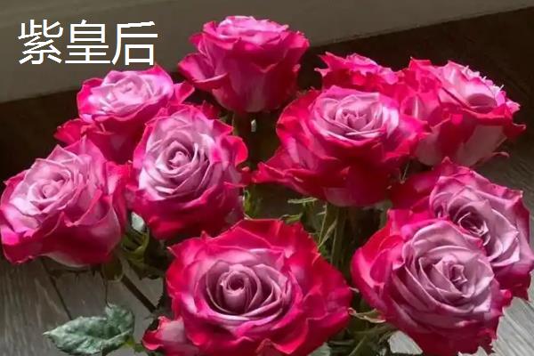 切花品种有什么，有雪山、多头香槟、紫皇后等