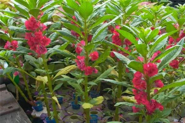 海娜花简介，是一种无毛的木本植物