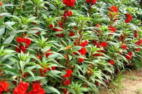 海娜花简介，是一种无毛的木本植物