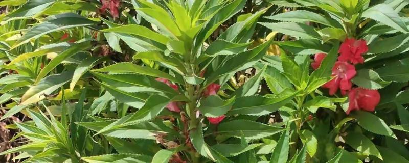海娜花简介，是一种无毛的木本植物