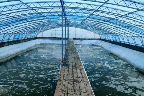 基围虾是不是淡水养殖，在淡水和海水环境中均可生存