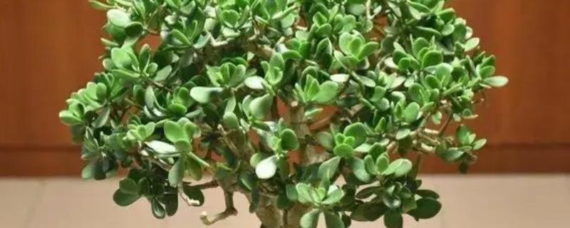 玉树花简介，喜欢生长在温暖干燥、阳光充足的环境中