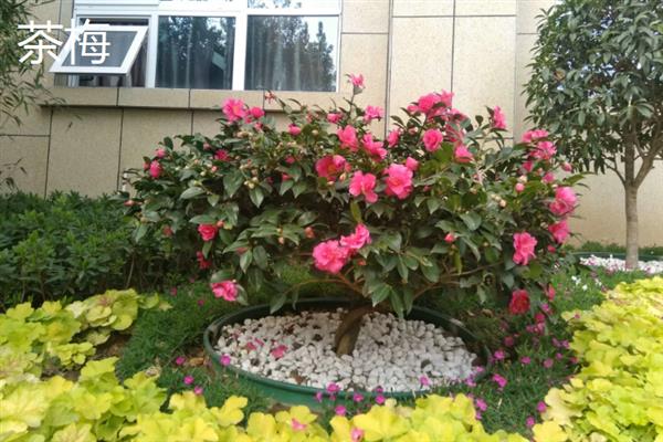 牛奶适合浇哪些花，有茶梅、樱花、栀子花等