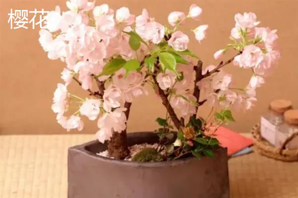 牛奶适合浇哪些花，有茶梅、樱花、栀子花等