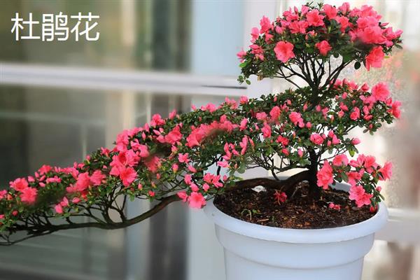 牛奶适合浇哪些花，有茶梅、樱花、栀子花等