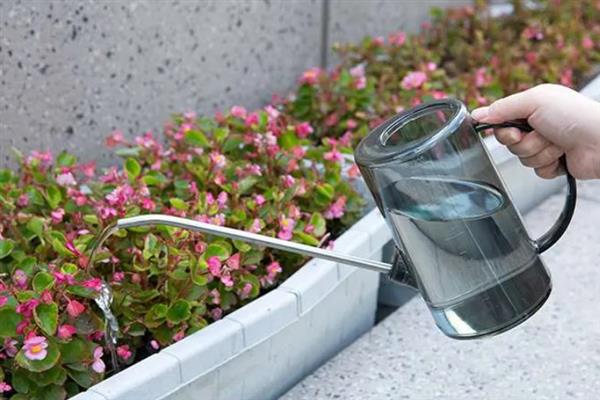 牛奶适合浇哪些花，有茶梅、樱花、栀子花等