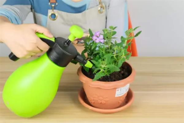 牛奶适合浇哪些花，有茶梅、樱花、栀子花等