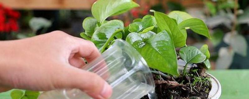 牛奶适合浇哪些花，有茶梅、樱花、栀子花等