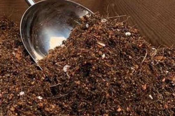 紫鸭跖草为何被称为紫罗兰，叶片和花朵均呈蓝紫色