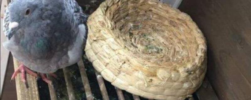 鸽子拉白稀便怎么办，饲喂多酶片和土霉素具有疗效