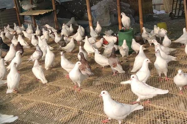 鸽子拉白稀便怎么办，饲喂多酶片和土霉素具有疗效