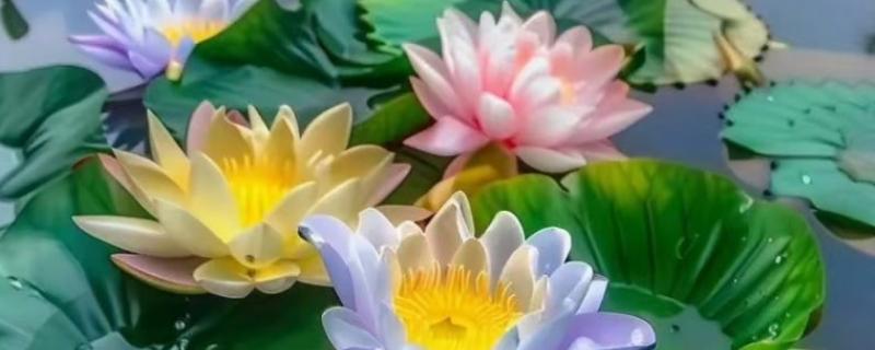 睡莲花期会发生什么变化，早上打开花瓣、中午盛开、晚上合拢